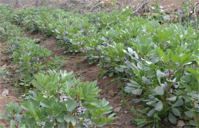 蚕豆的高产栽培技术