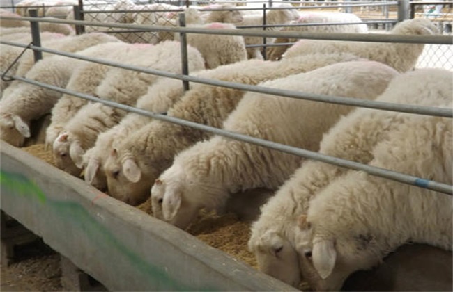 育肥羊 养殖方法 养殖管理