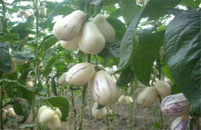 香瓜茄的种植方法