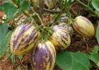 香瓜茄的种植方法