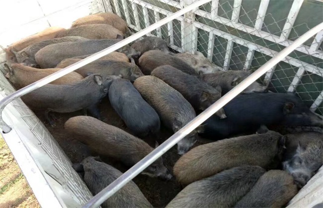 特种野猪 养殖 管理要求