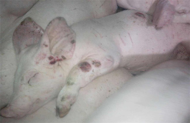 养猪常见皮肤病防治措施