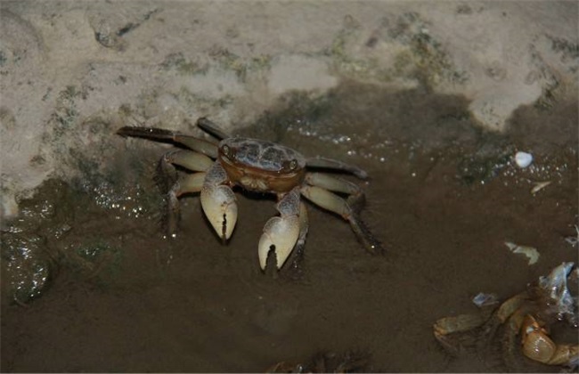 夏季 养殖河蟹 注意事项
