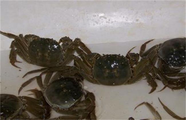 夏季 养殖河蟹 注意事项