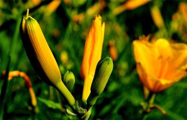 金针菜 栽培技术 种植方法