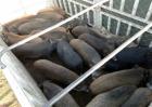 特种野猪养殖管理要求