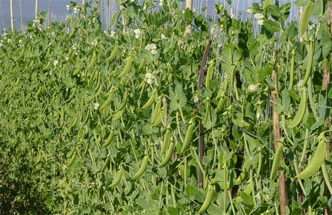 荷兰豆 栽培时间 栽培方法
