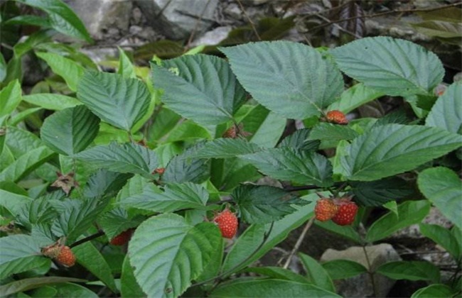 山莓病虫害防治措施