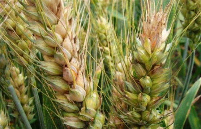 小麦赤霉病防治措施
