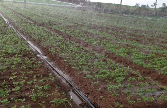 葡萄节水灌溉方法