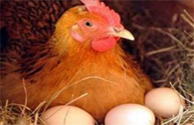 蛋鸡啄蛋原因及预防措施