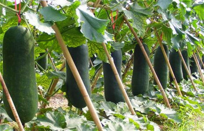 黑皮冬瓜的种植技术