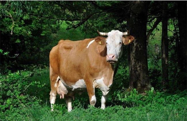 母牛流产防治措施