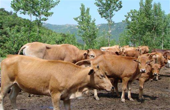 夏季黄牛饲养技术