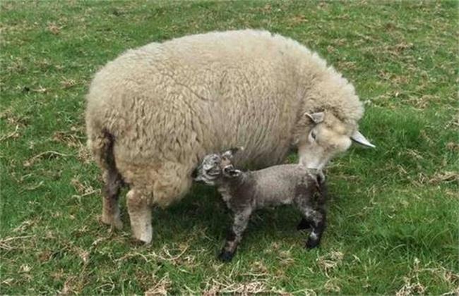 母羊产后管理要点