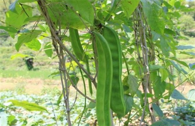 刀豆对生长环境的要求