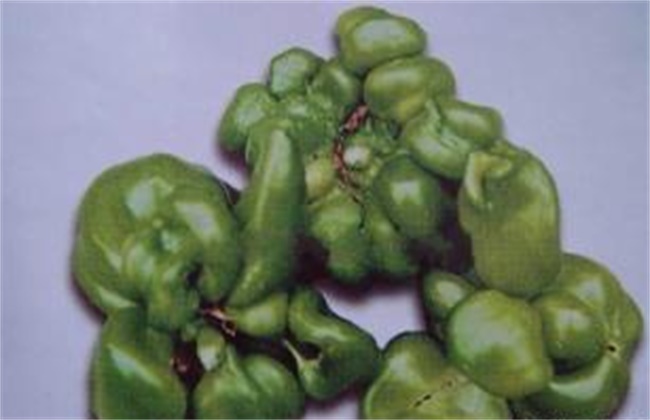 甜椒畸形果原因及预防方法