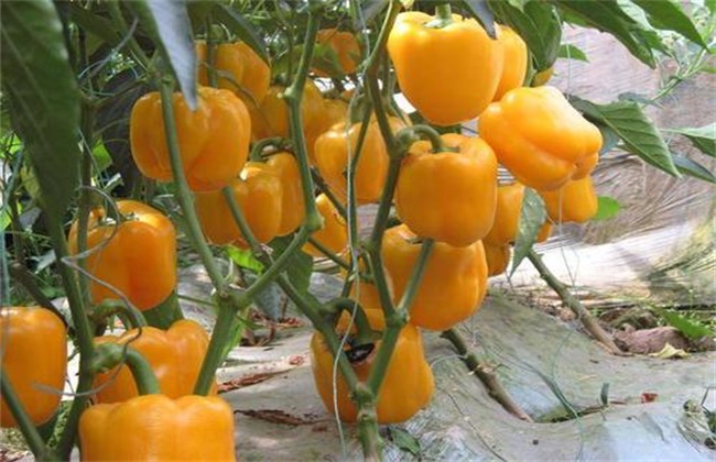 甜椒高产施肥技术