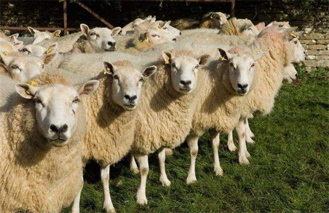 如何预防养羊场中羊病的发生