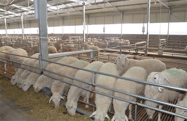养羊场 如何预防 羊病