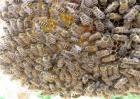 蜜蜂养殖注意事项