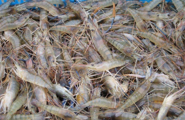 粗糙沼虾图片