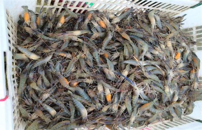 罗氏沼虾 养殖条件 管理要点