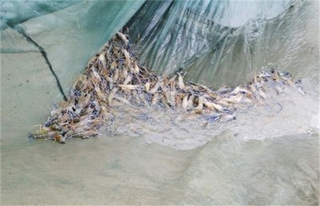 罗氏沼虾 养殖条件 管理要点