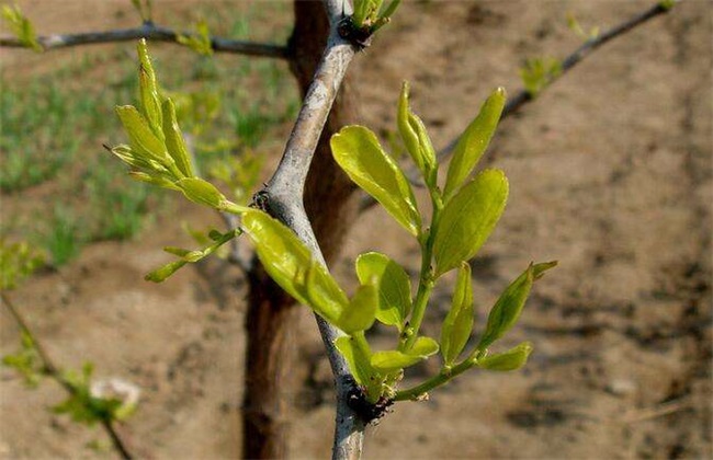 枣树 繁殖方法 繁殖技术