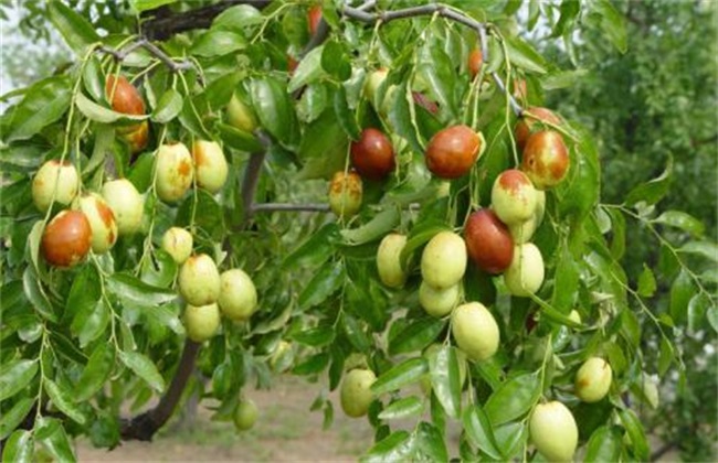 枣树 繁殖方法 繁殖技术