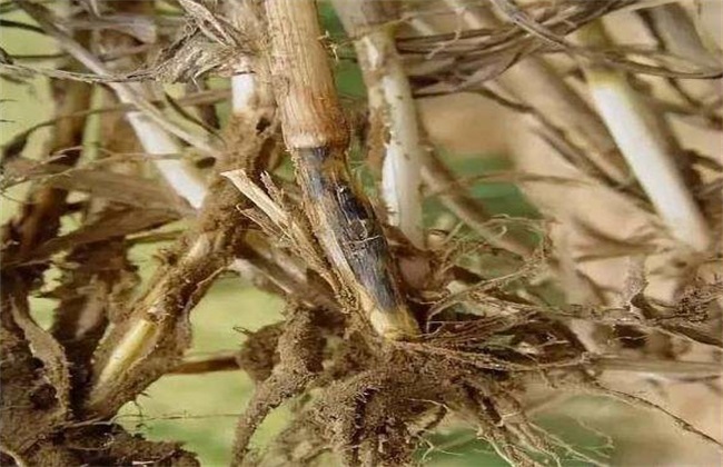 小麦全蚀病发病症状及防治