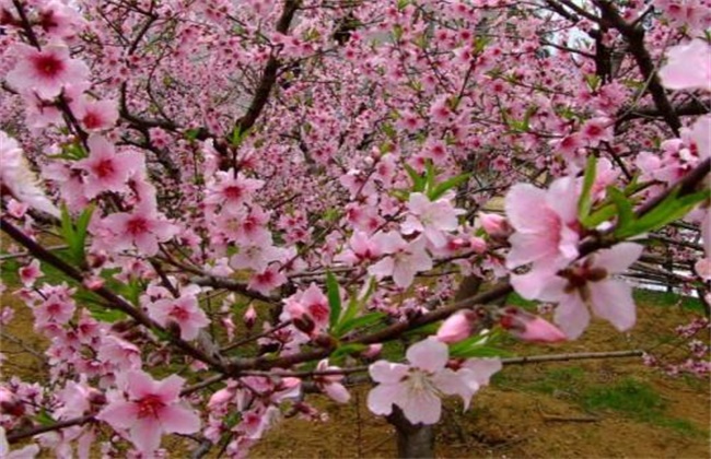 桃树花期管理要点