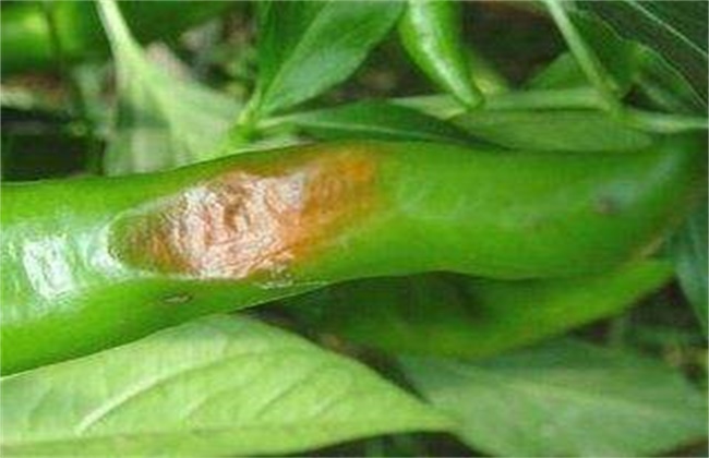 青椒烂果原因及防治方法