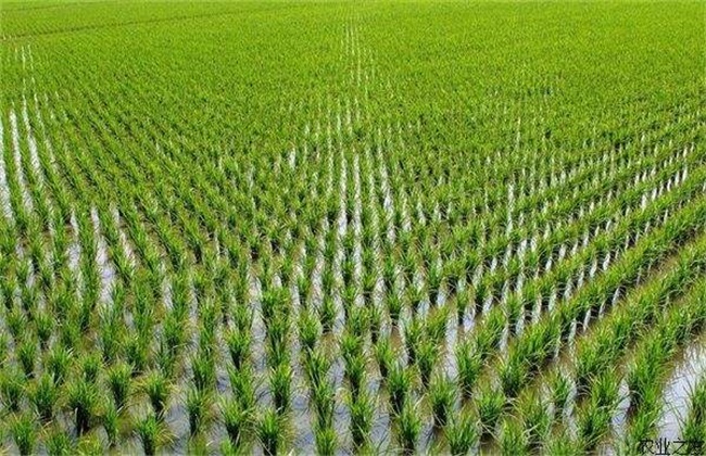 水稻如何管理防治病虫害