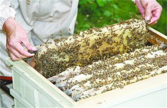 蜂群检查 检查目的 注意事项