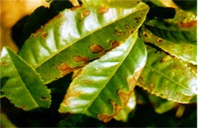 茶树炭疽病 防治技术 症状
