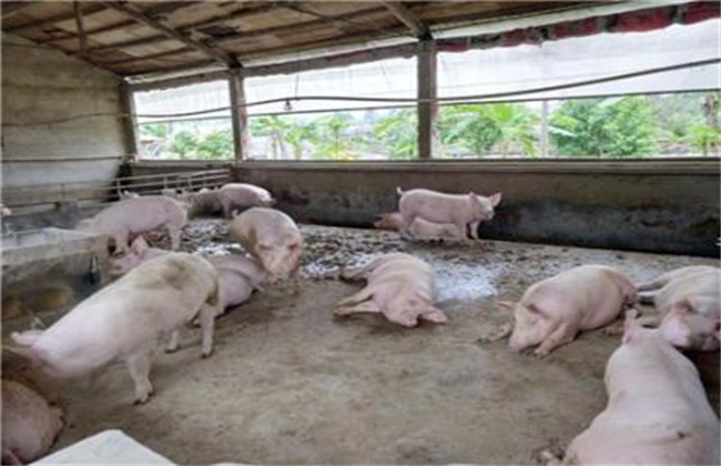夏季 养猪 常见问题