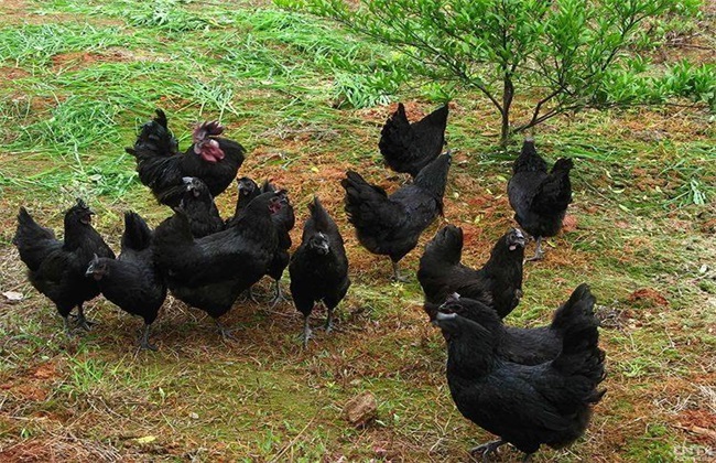 如何提高乌鸡的产蛋率