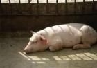 如何减少夏季高温对猪的影响