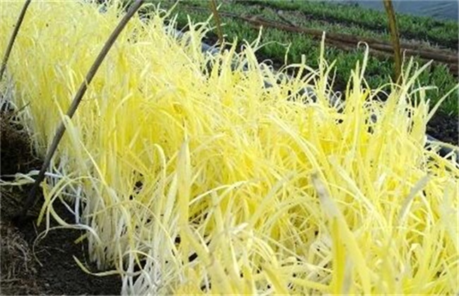 韭黄种植技术