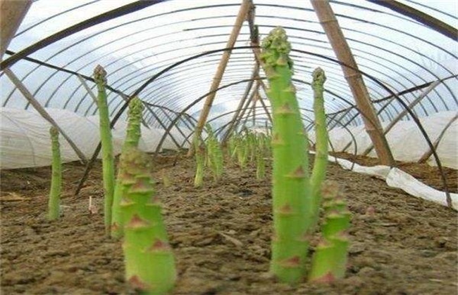 芦笋 高产 无公害种植技术