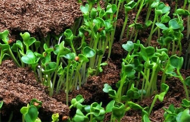 绿豆 夏季直播 种植技术