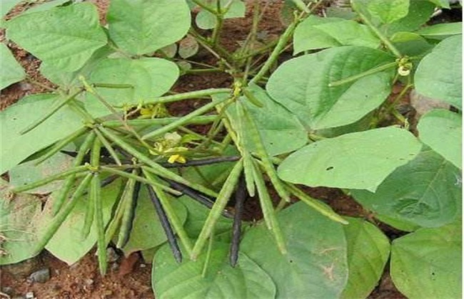 绿豆 夏季直播 种植技术