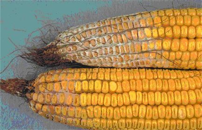 玉米穗腐病的防治方法