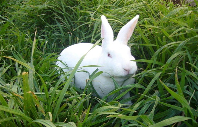 獭兔 养殖 注意事项