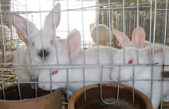 獭兔 配种技术 配种方法