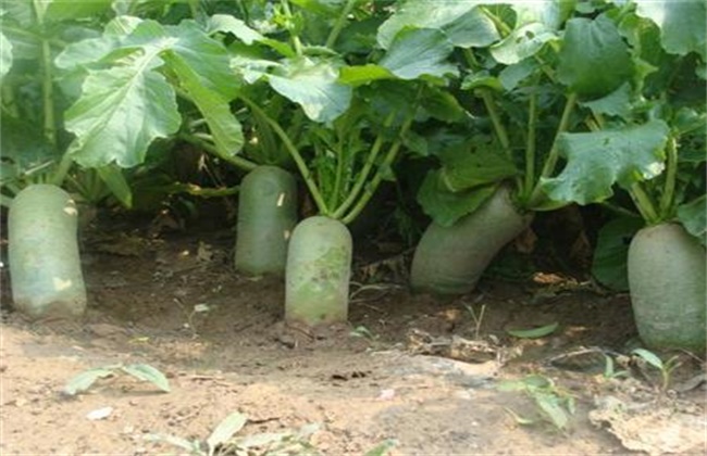 越夏萝卜高产种植技术