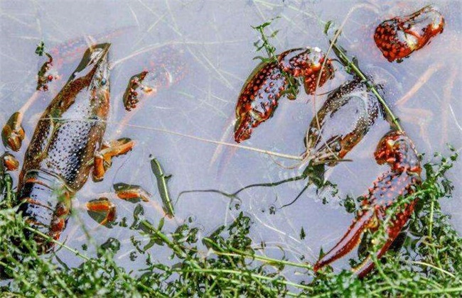 影响 龙虾养殖效益 因素