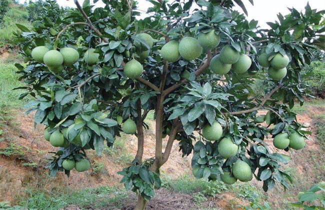 琯溪蜜柚的种植方法 