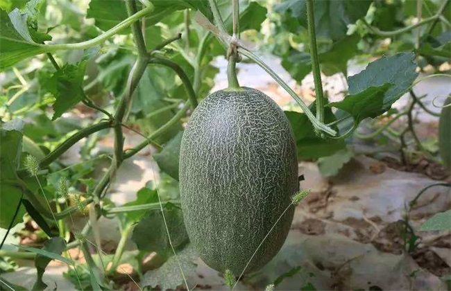 哈密瓜的种植条件